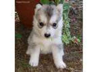 Siberian Husky Puppy for sale in Rolla, MO, USA