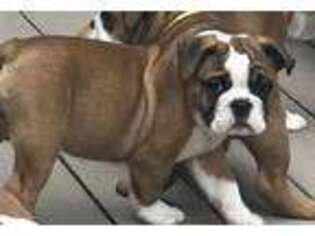Bulldog Puppy for sale in Louisa, KY, USA