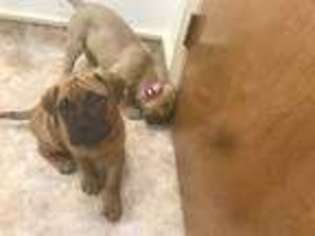 Bullmastiff Puppy for sale in Lugoff, SC, USA