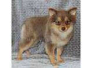 Pomeranian Puppy for sale in Mountain Grove, MO, USA