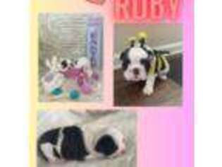 Bulldog Puppy for sale in Wheatland, CA, USA