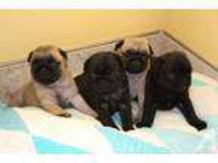Pug Puppy for sale in SAND SPRINGS, OK, USA