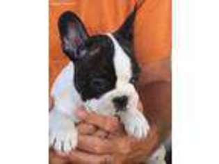 French Bulldog Puppy for sale in Smithville, TN, USA