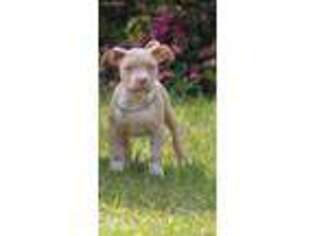 American Bulldog Puppy for sale in Crestview, FL, USA