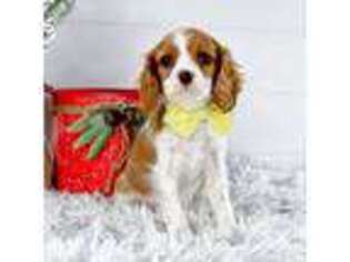 Cavalier King Charles Spaniel Puppy for sale in Statesville, NC, USA