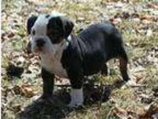 Olde English Bulldogge Puppy for sale in Inver Grove Heights, MN, USA