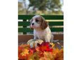 Cavalier King Charles Spaniel Puppy for sale in Clarita, OK, USA