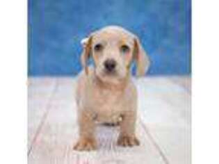 Dachshund Puppy for sale in Lancaster, OH, USA