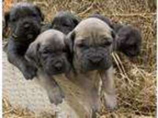 Cane Corso Puppy for sale in Oakland City, IN, USA
