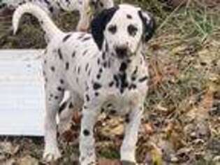 Dalmatian Puppy for sale in Sandpoint, ID, USA