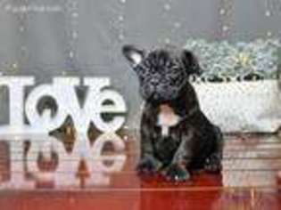French Bulldog Puppy for sale in Groveport, OH, USA