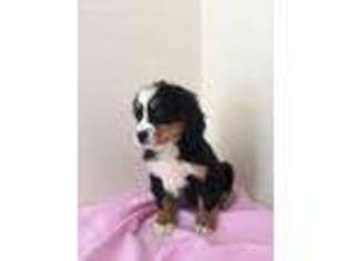Bernese Mountain Dog Puppy for sale in Mount Vernon, OH, USA
