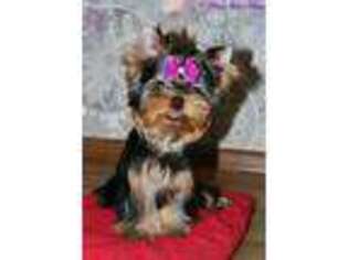 Yorkshire Terrier Puppy for sale in Petersburg, OH, USA
