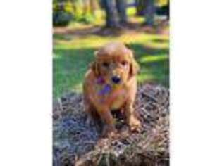 Goldendoodle Puppy for sale in Rockmart, GA, USA
