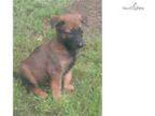 Belgian Malinois Puppy for sale in Little Rock, AR, USA