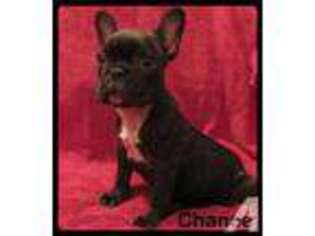 French Bulldog Puppy for sale in MINFORD, OH, USA