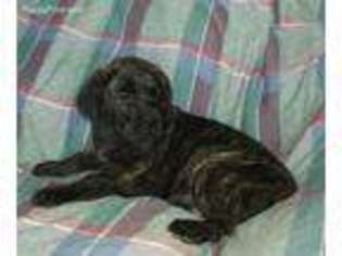 Mastiff Puppy for sale in Sandy Creek, NY, USA