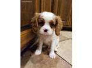 Cavalier King Charles Spaniel Puppy for sale in Andover, MN, USA