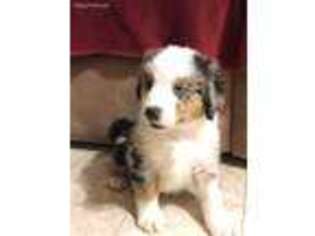 Bernese Mountain Dog Puppy for sale in Lyons, NY, USA