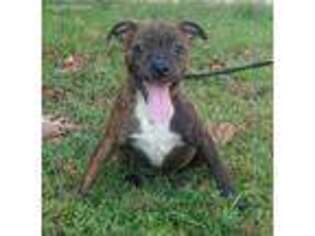Staffordshire Bull Terrier Puppy for sale in Conley, GA, USA