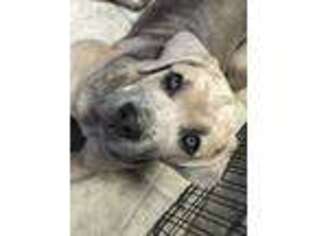 Cane Corso Puppy for sale in Ocala, FL, USA