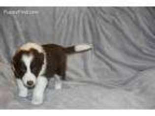 Border Collie Puppy for sale in Lynnwood, WA, USA