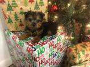 Yorkshire Terrier Puppy for sale in Lagrange, IN, USA