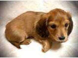 Dachshund Puppy for sale in West Milton, OH, USA