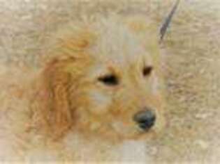 Goldendoodle Puppy for sale in Nunn, CO, USA