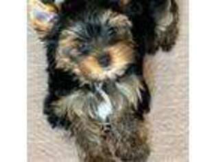 Yorkshire Terrier Puppy for sale in Pendleton, OR, USA