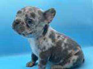 French Bulldog Puppy for sale in Collins, GA, USA