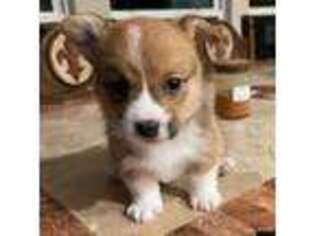 Pembroke Welsh Corgi Puppy for sale in Vidor, TX, USA