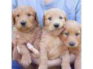 Goldendoodle Puppy for sale in Bryan, TX, USA