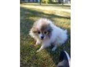 Pomeranian Puppy for sale in Lake Forest, IL, USA