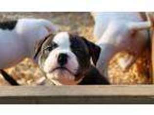 American Bulldog Puppy for sale in Brentwood, CA, USA