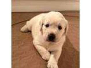 Labrador Retriever Puppy for sale in Marengo, IL, USA