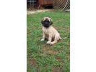 Mastiff Puppy for sale in Monticello, GA, USA