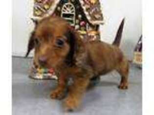 Dachshund Puppy for sale in Pomona, MO, USA