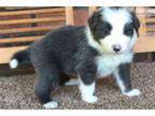 Border Collie Puppy for sale in Phoenix, AZ, USA