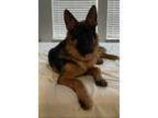 German Shepherd Dog Puppy for sale in Plano, TX, USA