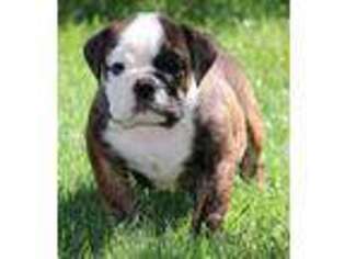 Bulldog Puppy for sale in Austin, CO, USA