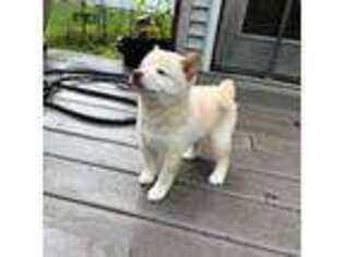 Shiba Inu Puppy for sale in Vestal, NY, USA