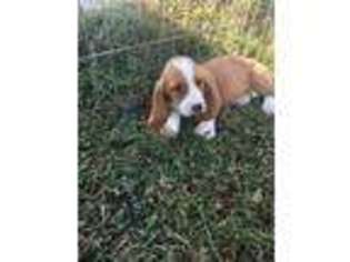 Basset Hound Puppy for sale in Blackfoot, ID, USA