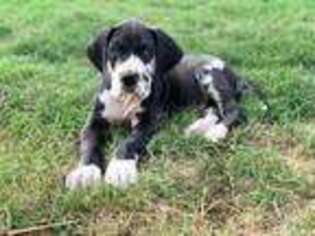 Great Dane Puppy for sale in San Diego, CA, USA