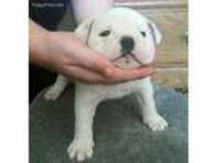 Bulldog Puppy for sale in Escondido, CA, USA