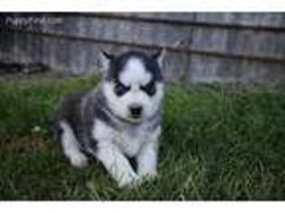 Siberian Husky Puppy for sale in Northumberland, PA, USA