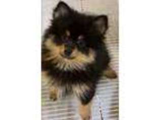 Pomeranian Puppy for sale in Northport, AL, USA