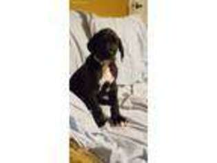 Great Dane Puppy for sale in Defuniak Springs, FL, USA