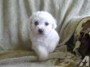 Bichon Frise Puppy for sale in WENTWORTH, MO, USA