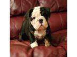 Bulldog Puppy for sale in Egg Harbor City, NJ, USA